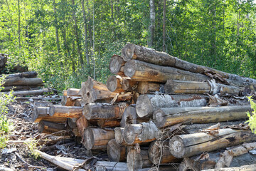 Rotting logs of birches bunch in forest thickets, environmental protection, forestry, firewood preparation for winter