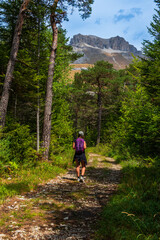 young woman walking in a pine woods at Lus La Croix Haut with mountains in the distance ,Drome France .