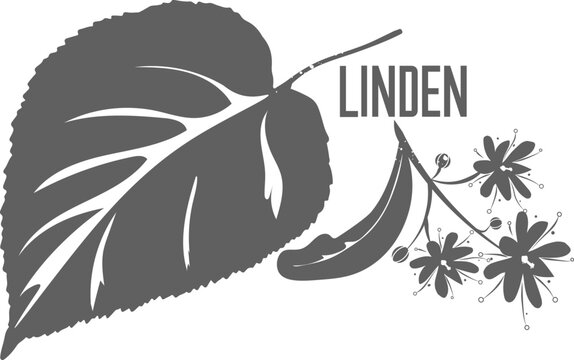 Linden blossom vector silhouette. Linden branch with leave and flowers isolated. Linden silhouette illustration for pharmaceuticals and cosmetology.
