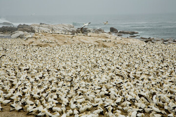 The Lambert's Bay Bird Island, West Coast of South Africa is home to a large colony of Cape Gannets. The Cape Gannet, Morus capensis.
