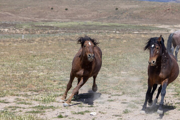 Wild Horse Stallions Fighting in the Utah Desert