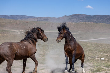 Fototapeta na wymiar Wild Horse Stallions Fighting in the Utah Desert