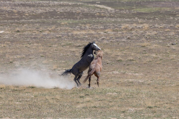 Wild Horse Stallions Fighting in the Utah Desert