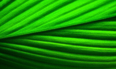 Fototapeta premium Abstract close up of green leaves green leaf texture for pattern and background Abstract Pattern Background Vintage Tone plant surface leaves