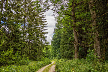 Wandern im Harz, Waldweg