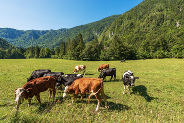 Herd of brown, white and black dairy cows in a mountain pasture, green meadow and valley with pine...