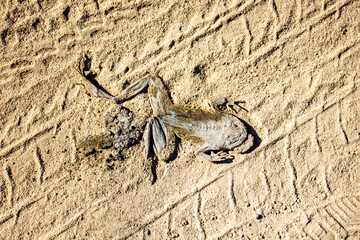 The crushed frog on a sandy road. Crushed dry toad on the sand.