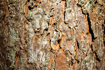 Pine bark texture, background. Authentic bark pattern close-up.