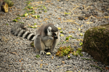 Obraz premium lemur eating