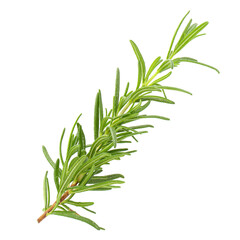 Fresh rosemary isolated on alpha background.