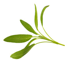 Sage plant isolated on alpha background