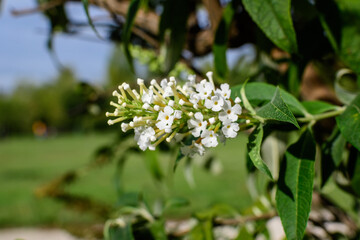 Many small small flowers of Buddleja davidii plant, known as summer lilac, butterfly bush, or orange eye, in full bloom and green grass in a sunny spring garden, beautiful outdoor floral background.