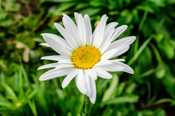 Fototapeta premium Close up of one large white Leucanthemum vulgare flower known as ox - eye daisy, oxeye daisy or dog daisy in a sunny summer garden, fresh natural outdoor and floral background.