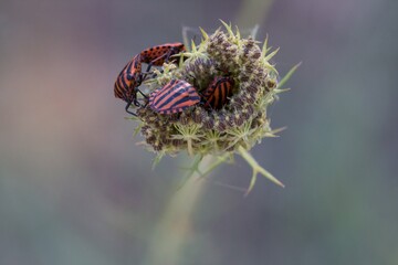 Insectos rayados sobre cardo