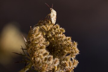 Isoptera blanquecina sobre cardo 