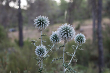 Planta Echinops Ritro