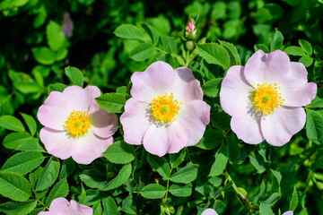 Delicate light pink and white Rosa Canina flowers in full bloom in a spring garden, in direct sunlight, with blurred green leaves, beautiful outdoor floral background photographed with soft focus..