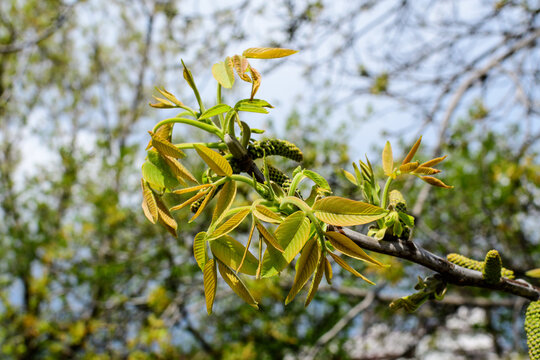 Walnut branch with delicate small young leaves and blooms towards blurred background in a garden in a sunny spring day.
