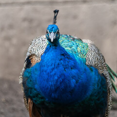 close up of peacock