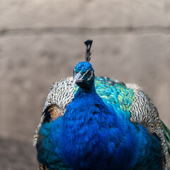 portrait of a peacock