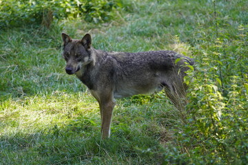 The wolf (Canis lupus), also known as the gray wolf or grey wolf, is a large canine native to Eurasia and North America. Germany