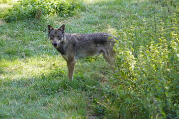 Fototapeta premium The wolf (Canis lupus), also known as the gray wolf or grey wolf, is a large canine native to Eurasia and North America. Germany