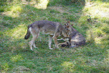 The wolf (Canis lupus), also known as the gray wolf or grey wolf, is a large canine native to Eurasia and North America. Germany
