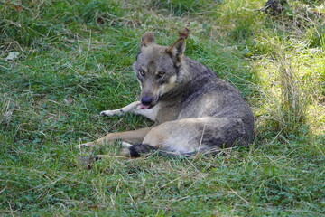 The wolf (Canis lupus), also known as the gray wolf or grey wolf, is a large canine native to Eurasia and North America. Germany