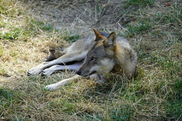 Fototapeta premium The wolf (Canis lupus), also known as the gray wolf or grey wolf, is a large canine native to Eurasia and North America. Germany