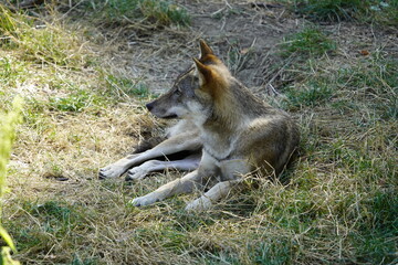 The wolf (Canis lupus), also known as the gray wolf or grey wolf, is a large canine native to Eurasia and North America. Germany