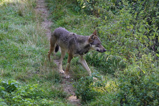 The wolf (Canis lupus), also known as the gray wolf or grey wolf, is a large canine native to Eurasia and North America. Germany