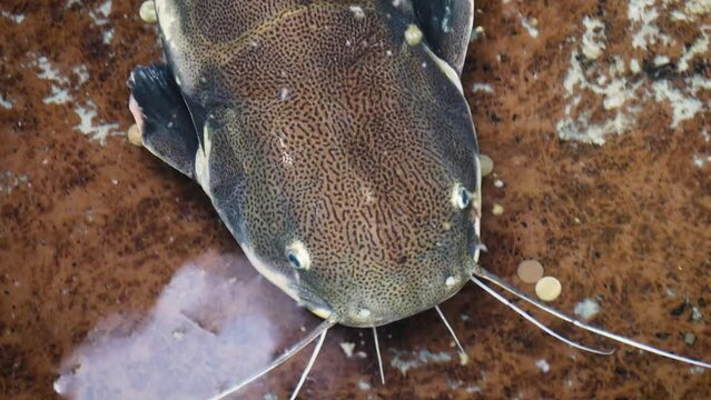Redtail catfish (Phractocephalus hemioliopterus) in a fish pond