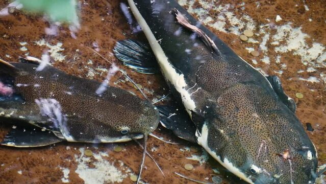 Redtail catfish (Phractocephalus hemioliopterus) pair in a fish pond