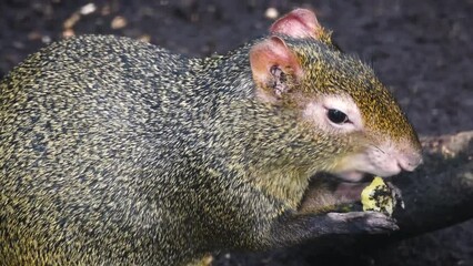 Red-rumped agouti (Dasyprocta leporina) eating a nut, close-up