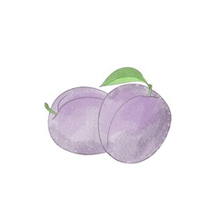 Juicy delicious ripe plum watercolor freehand drawing