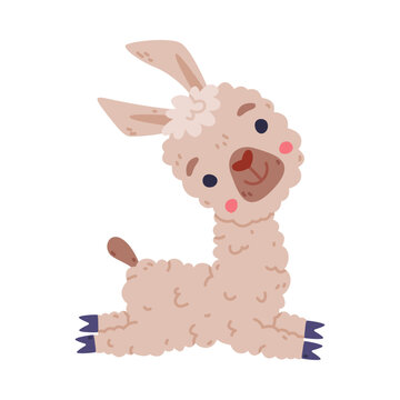 Cute fluffy lying baby llama. Funny alpaca domesticated animal cartoon vector illustration