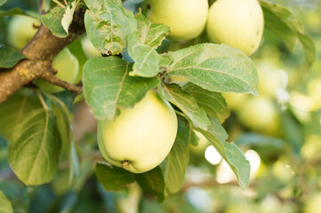 green apples on branches ripen in the garden