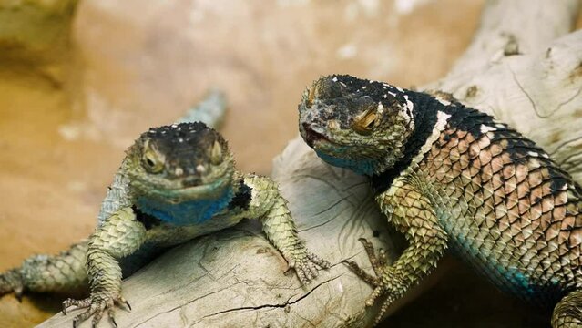 A pair of bluechinned roughscaled lizards (Sceloporus cyanogenys) on a dry log, close-up