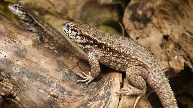 รูปภาพLeiocephalus เลือกดูภาพถ่ายสต็อก เวกเตอร์ และวิดีโอ232 Adobe