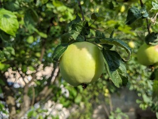 green apples on a tree
