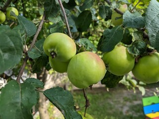 green apple tree