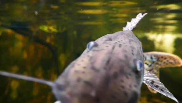 Barred sorubim (Pseudoplatystoma fasciatum) Amazon river basin catfish underwater, close-up
