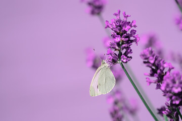 Ein Schmetterling sammelt Nektar von den Lavendelblüten © Schemken
