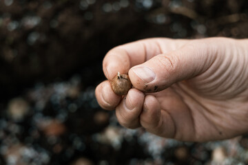 hand sadi in soil-soil flower bulbs. Hand holding a crocus bulb before planting in the ground