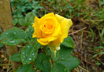 yellow rose with drops