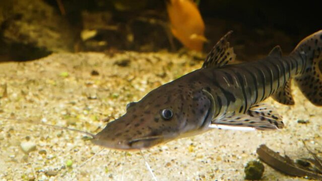 Barred sorubim (Pseudoplatystoma fasciatum) Amazon river basin catfish underwater