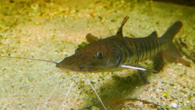 Barred sorubim (Pseudoplatystoma fasciatum) Amazon river basin catfish underwater