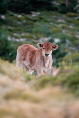 Little calf grazing in the mountains on a summer day