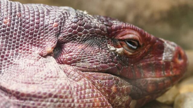Red tegu (Salvator rufescens) resting, shedding skin, close-up