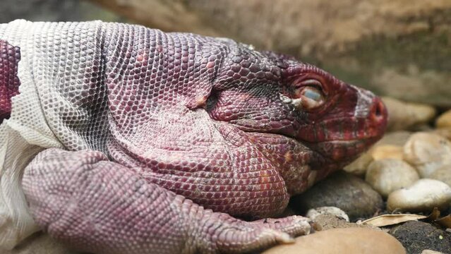 Red tegu (Salvator rufescens) resting, shedding skin